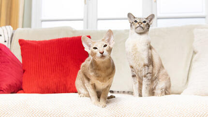Dve mačke sede na sofi sa crvenim jastukom