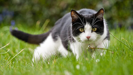 Crno-bela mačka lovi u travi