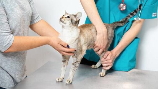 Alergija kod mačaka i odgovarajuća hipoalergenska hrana