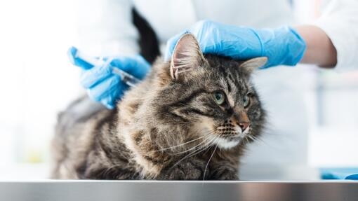 Mačka na injekciji kod veterinara