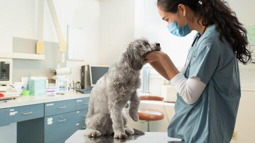 pas za veterinarski pregled
