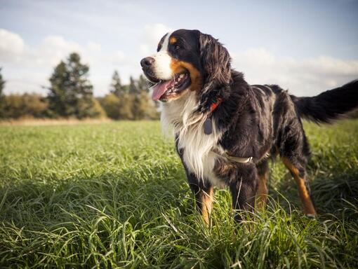 Big dog on the lawn looking to the side